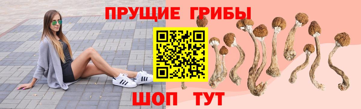 Чистополь  Псилоцибиновые грибы Psilocybine cubensis  Вход с VPN 
